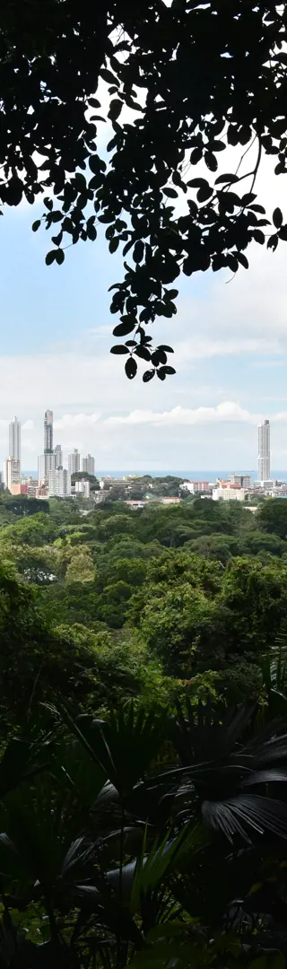 Blick durch den Dschungel auf die Wolkenkratzer